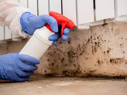 Why You Should Choose Our Mold Remediation Services in Mebane, NC